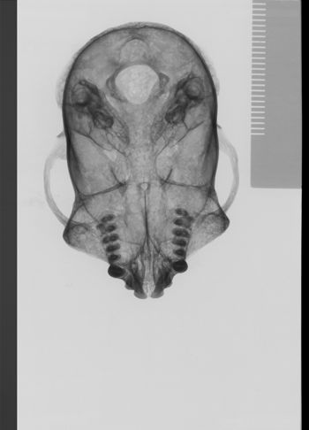 Media type: image;   Mammalogy 23826 Description: sagittal;